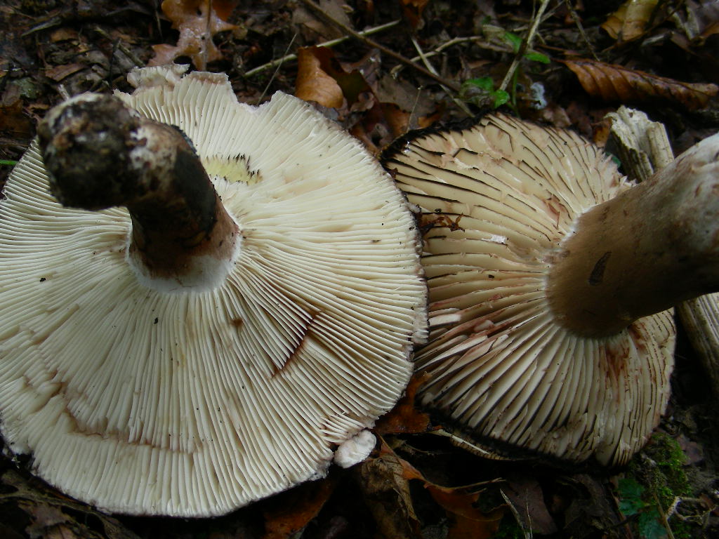 Russula nigricans: scheda fotografica